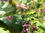 FZ006851 Seven-spot Ladybird (Coccinella septempunctata) on leaf.jpg